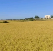 新五常稻花香大米、贡米、养生发酵米